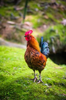 Brightly colored feral rooster. Portrait Of Rooster