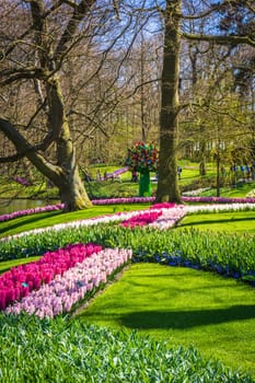 Keukenhof, The Netherlands - April 13 2015: Tulip Keukenhof park in Holland