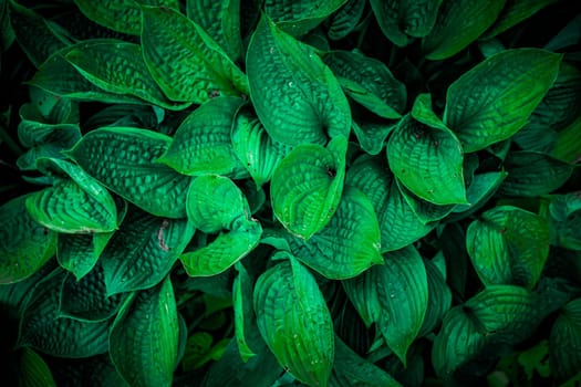 Tropical leaves, abstract green leaves texture, nature background