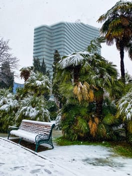 City streets in the winter. Palm trees in snow. Russia, Sochi.