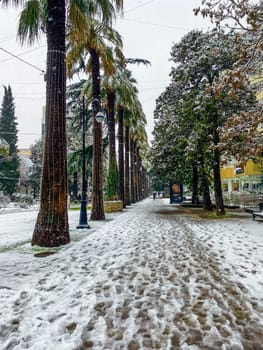 City streets in the winter. Palm trees in snow. Russia, Sochi.