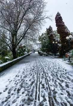 City streets in the winter. Palm trees in snow. Russia, Sochi.