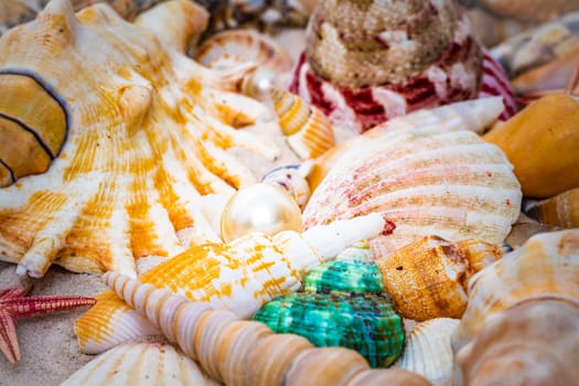 Starfish and seashells at the beach.  Beach Summer Vacation Background