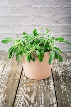 Sideritis clandestina in a pot - Sideritis known as mountain tea used in herbal medicine as herbal tea plant