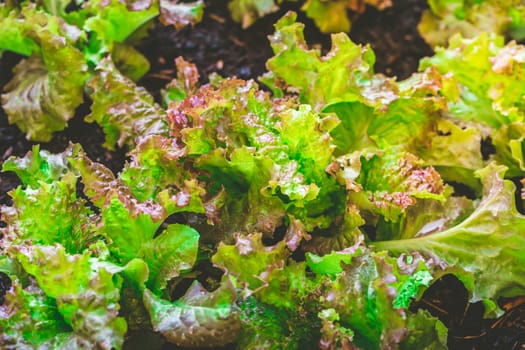 Urban gardening - detail of organic lettuce plants in raised bed