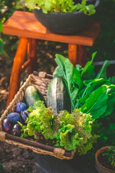 Urban gardening - harvesting vegetables from raised bed and potted plants