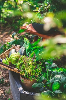 Urban gardening - harvesting vegetables from raised bed and potted plants