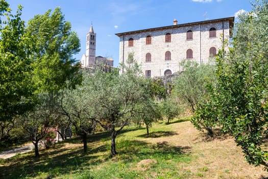 Olive trees in Assisi village in Umbria region, Italy. The town is famous for the most important Italian St. Francis Basilica (Basilica di San Francesco)