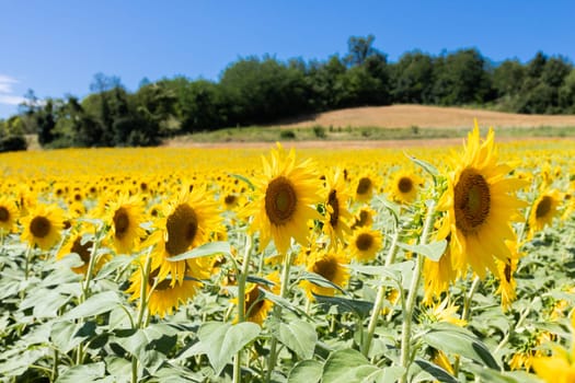 Sunflowers field in Italy. Scenic countryside in Tuscany with deep blue sky.