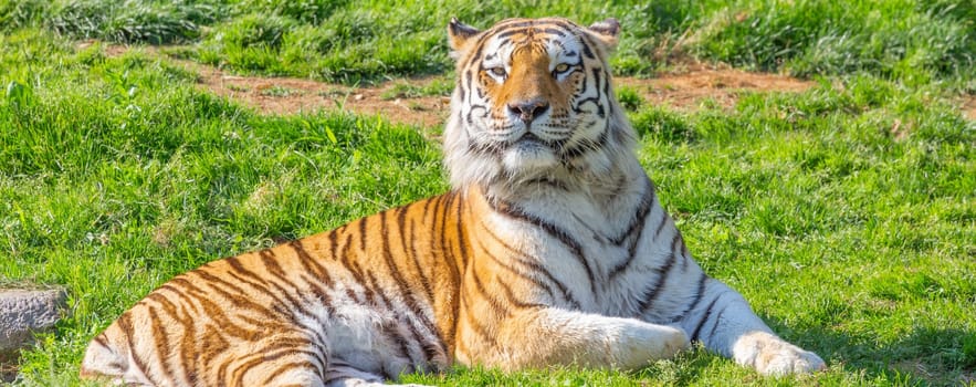 Angry tiger in a wildlife zoo - one of the biggest carnivore in nature.