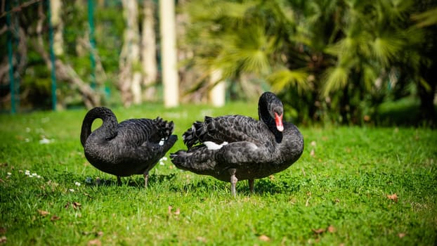 Two black swans (Cygnus atratus).