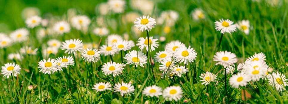 Beautiful blooming marguerite on a green meadow at sunrise. Daisies in green grass