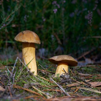 velvet bolete (Suillus variegatus) on the forest floor in autumn