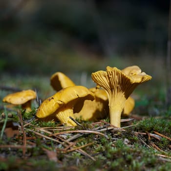 Chanterelles (Cantharellus cibarius) on the ground in a forest in autumn