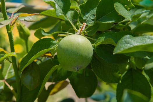 Green apples grow on a tree branch surrounded by foliage. High quality photo