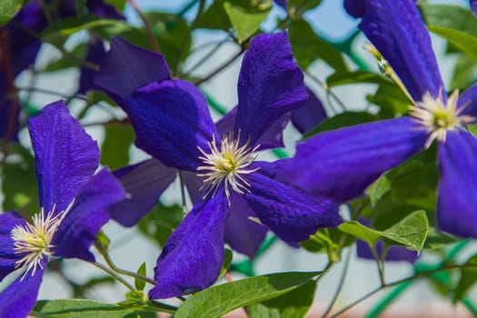 Purple Clementine flowers on a background of green leaves. High quality photo