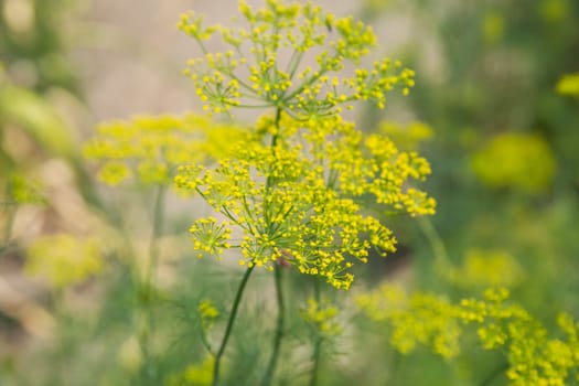 Dill flowers close up on a blurred background. High quality photo