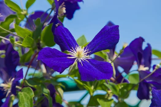 Purple Clementine flowers on a background of green leaves. High quality photo