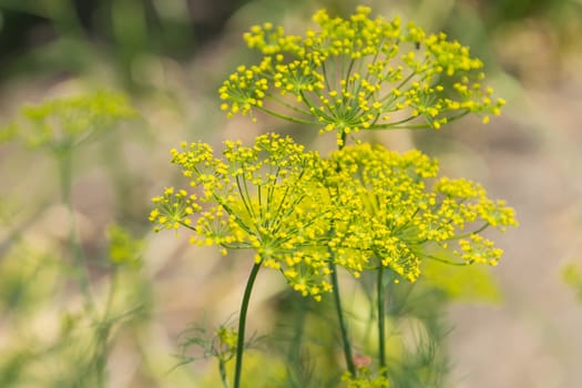 Dill flowers close up on a blurred background. High quality photo