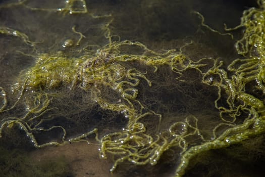 Ooze and seaweed float on the surface of the reservoir. High quality photo