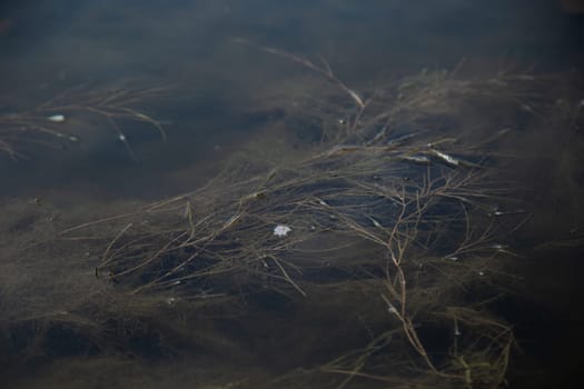 Ooze and seaweed float on the surface of the reservoir. High quality photo