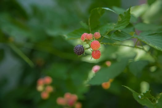 Ripe and green blackberries on a branch surrounded by green leaves. High quality photo