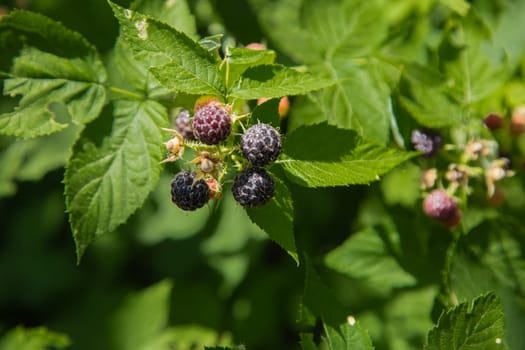 Ripe and green blackberries on a branch surrounded by green leaves. High quality photo