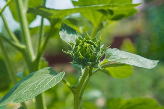 Unopened sunflower flowers surrounded by green leaves. High quality photo