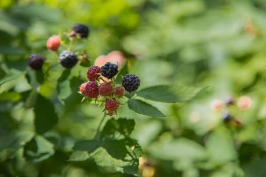 Ripe and green blackberries on a branch surrounded by green leaves. High quality photo