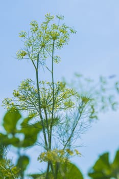 Dill flowers close up on a blurred background. High quality photo