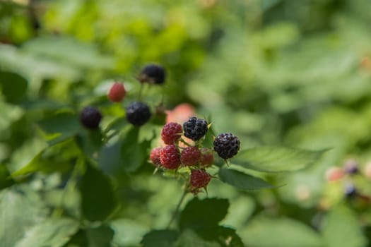 Ripe and green blackberries on a branch surrounded by green leaves. High quality photo