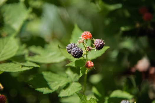 Ripe and green blackberries on a branch surrounded by green leaves. High quality photo