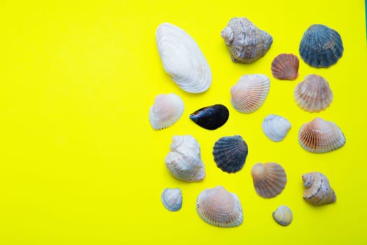 Shells of various shapes, types and sizes lie on a yellow background. High quality photo