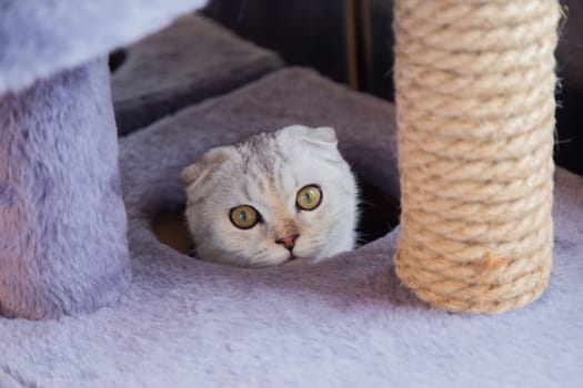 A light British cat with brown stripes is sitting in a game cat house and looks at the camera. High quality photo