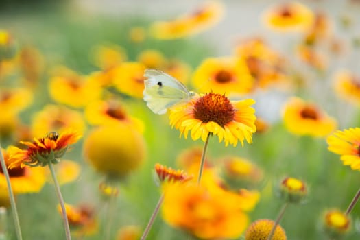 Yellow flowers of Gaillardia aristata with green leaves and stems. On the petals of the flower sits a white butterfly cabbage. The background is blurred. High quality photo