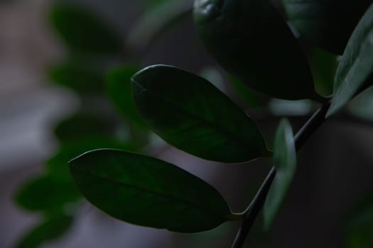 Zamiokulkas leaves, Dollar Tree, taken in a dark key on a blurry background. High quality photo
