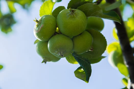 Green apples grow on a tree branch surrounded by foliage. High quality photo