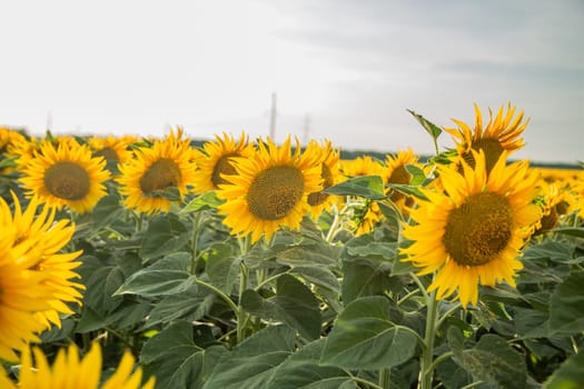 Sunflower on a sunflower field in the sun. High quality photo
