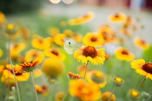 Yellow flowers of Gaillardia aristata with green leaves and stems. On the petals of the flower sits a white butterfly cabbage. The background is blurred. High quality photo