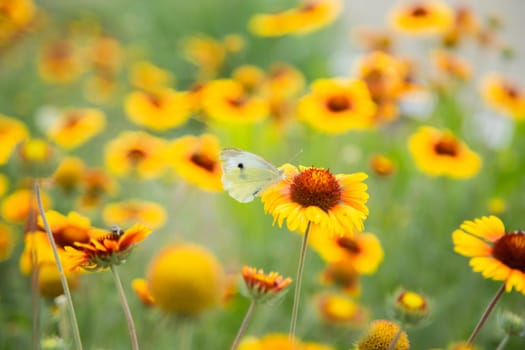 Yellow flowers of Gaillardia aristata with green leaves and stems. On the petals of the flower sits a white butterfly cabbage. The background is blurred. High quality photo