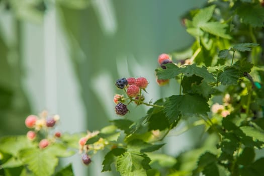 Ripe and green blackberries on a branch surrounded by green leaves. High quality photo