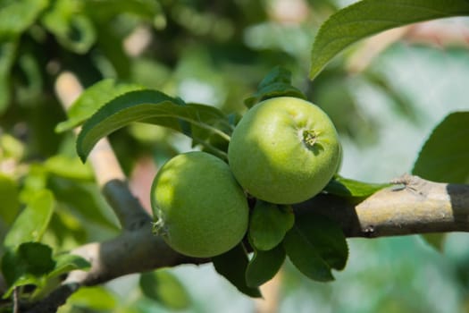 Green apples grow on a tree branch surrounded by foliage. High quality photo