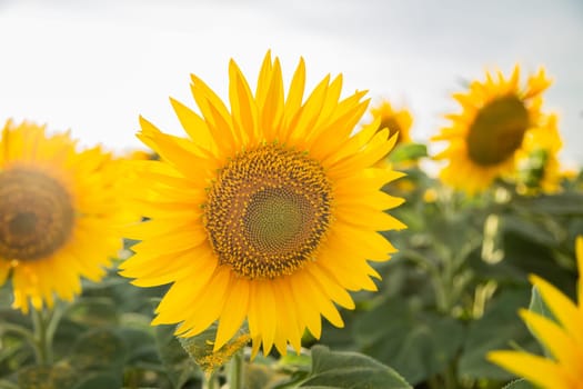 Sunflower on a sunflower field in the sun. High quality photo