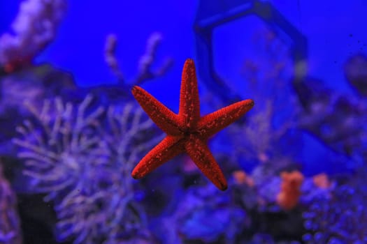 Starfish stuck to the glass against the coral. High quality photo