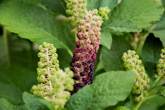 Green-purple buds of the plant Lakonos berry on a background of green leaves. High quality photo