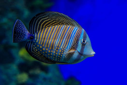 Zebrasoma desjardinii in blue water on a background of corals. Fish close-up, side view. High quality photo