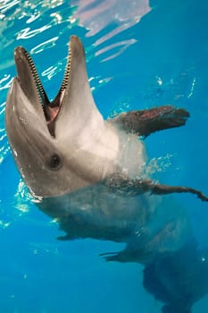 Dolphin in the water opened his mouth and looks out of the water. High quality photo