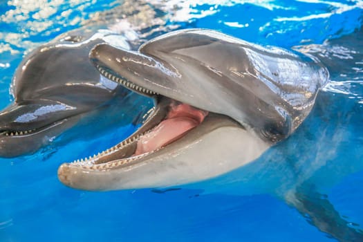 Smiling Dolphin. Two dolphins in water. The Dolphin in the foreground opened his mouth. Visible tongue and teeth. High quality photo