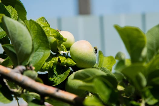 Green apples grow on a tree branch surrounded by foliage. High quality photo