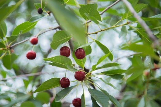 Red wild cherry berries on a tree surrounded by green leaves. High quality photo